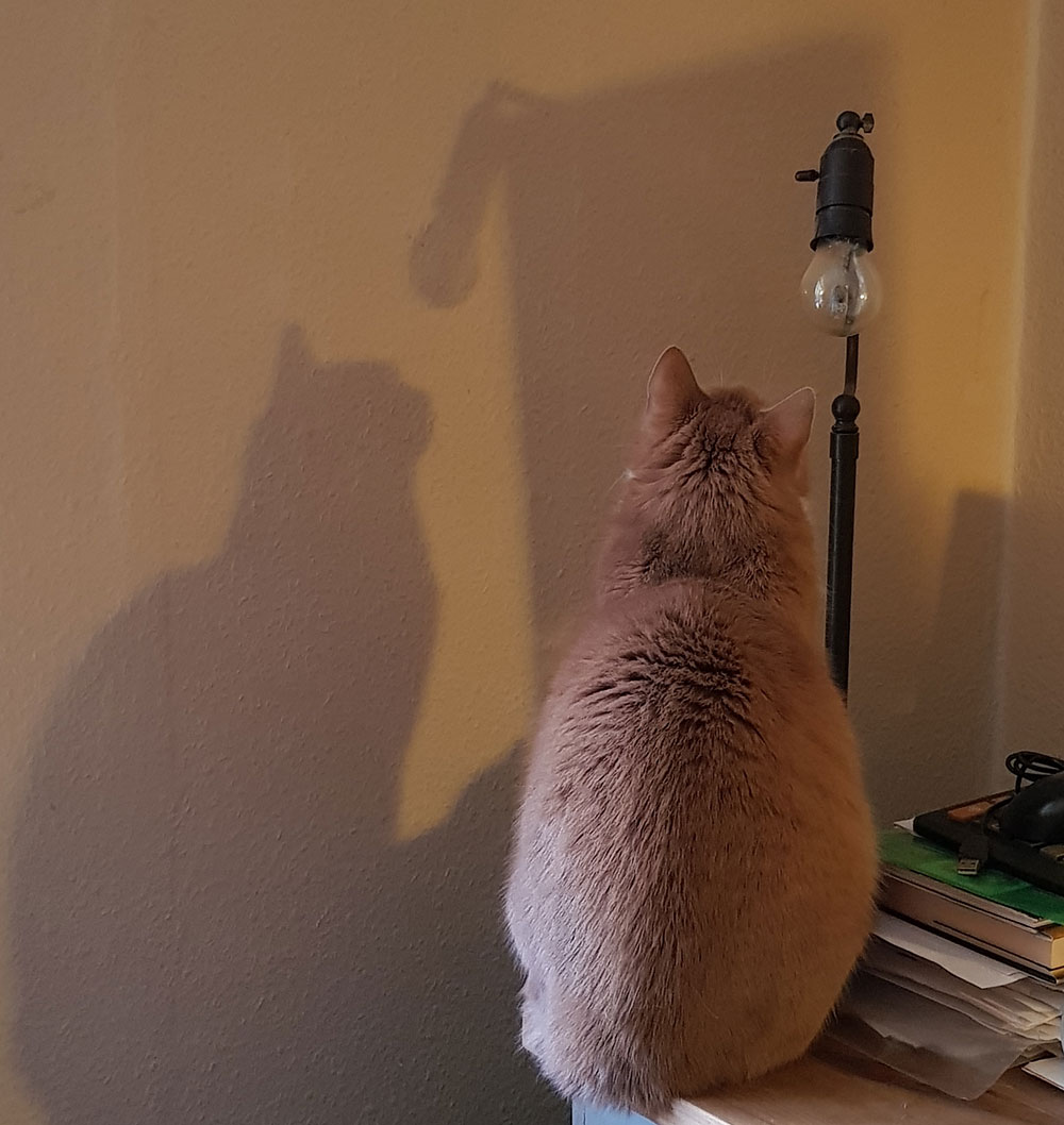 Klassisk kattebillede: Kat som stirrer på en væg