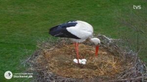 I går klokken 20.30 landede det femte æg i reden i Smedager. 