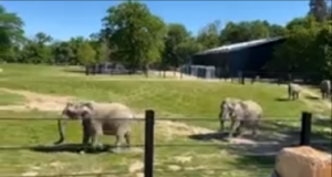 Elefanterne Ramboline, Lara, Djunga og Jenny