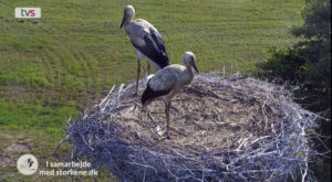 20.juli: Den første stork er lettet fra reden
