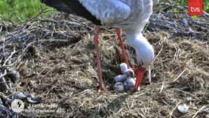 19.maj: 2 unger og et æg