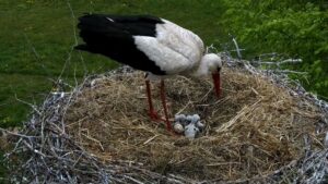 11.maj 2022: Tidligt onsdag morgen klækkede det femte og sidste æg i storkereden i Smedager. Det betyder, at der nu er fire levende unger i reden.