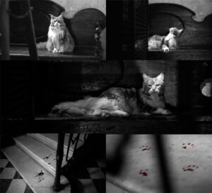 Lucio (King) holder øje ved elevatoren og efterlader røde kattepotespor i Ripley afsnit 05