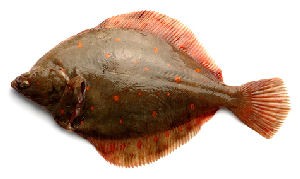Rødspætten er en højrevendt fladfisk