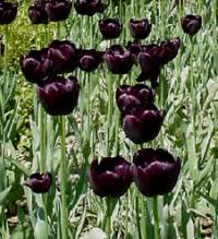 66 atletiske idrætsfolk på tur til Amsterdam i 1998 – den sidste dag blev der shoppet vildt ind på blomstermarkedet og pose efter pose med løg blev pakket i bussen. Det helt store hit var Sorte tulipaner eller nærmere håbet om, at man havde fået fat i de rigtige løg… Jeg venter stadig i spænding på at høre fra dem som fik sorte tulipaner ud af det…