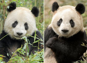 4. april lander de to kinesiske pandaer Xing Er (tv) og Mao Sun (th), og når kalenderen skriver 11. april kan offentligheden for første gang møde de to sorthvide bjørne. Pr-foto: Zhang Zhihe