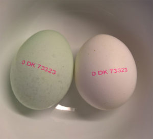 Grønlægger æg til venstre, normalt æg til højre