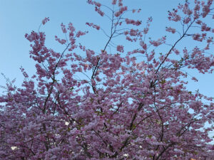 Kirsebærtræerne på hjørnet af Mindegade og Mindebrogade er sprunget ud
