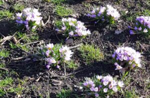 blomstrende krokus i Rådhusparken 15.febr 2019