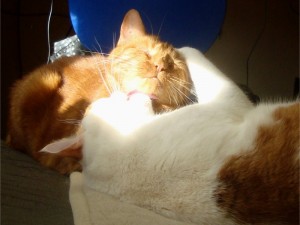 Katte i solen