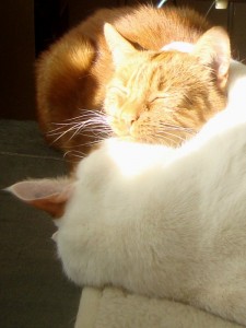 Katte i solen